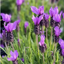 Lavandula stoechas (Spanish Lavender)