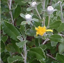 Brachyglottis monroi (Monros Groundsel)