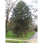 Araucaria araucana (Monkey Puzzle Tree)