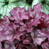 Heuchera (Coral Bells)