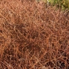 Coprosma Red Rocks (Groundcover Coprosma)