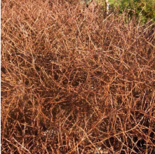 Coprosma Red Rocks (Groundcover Coprosma)