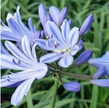 Agapanthus Streamline