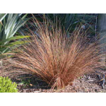 Carex buchananii (Buchanans Sedge)