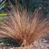 Carex buchananii (Buchanan)