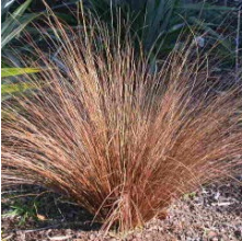 Carex buchananii (Buchanan)