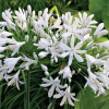 Agapanthus Seafoam