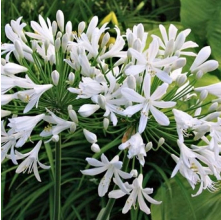 Agapanthus Seafoam