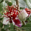 Acca sellowiana (Feijoa)