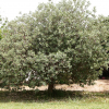Acca sellowiana (Feijoa)