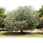 Acca sellowiana (Feijoa)