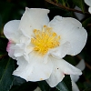 Camellia sasanqua setsugekka