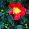 Camellia sasanqua yuletide