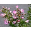 Escallonia apple blossom