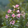 Escallonia Apple Blossom