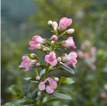 Escallonia Apple Blossom