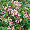 Escallonia Apple Blossom