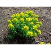 Euphorbia polychroma