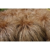 Carex comans bronze