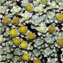 Raoulia hookeri (Golden Scabweed)