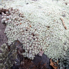 Raoulia hookeri (Golden Scabweed)