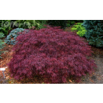 Acer crimson princess (Japanese Maple)