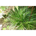 Uncinia uncinata (Hook Sedge)
