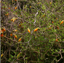 Sophora prostrata (Dwarf Kowhai)