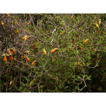 Sophora prostrata (Dwarf Kowhai)