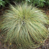 Carex comans (Sedge)