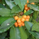 Pseudopanax laetus