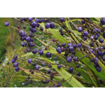 Dianella nigra (Turutu)