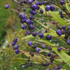 Dianella nigra (Turutu, NZ Blueberry)