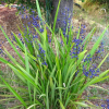 Dianella nigra (Turutu, NZ Blueberry)