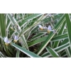 Dianella variegata
