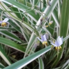 Dianella variegata