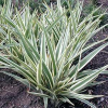 Dianella variegata