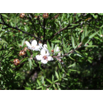Leptospermum scoparium (Manuka)