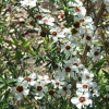 Leptospermum scoparium (Manuka, Tea Tree)