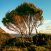 Leptospermum scoparium (Manuka, Tea Tree)