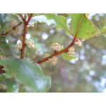Myrsine australis (Red Matipou)