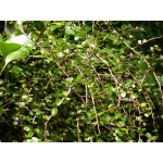 Myrsine divaricata (Weeping Matipou)