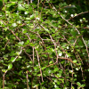 Myrsine divaricata (Mapou, Weeping Matipo)