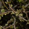 Myrsine divaricata (Mapou, Weeping Matipo)