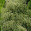 Myrsine divaricata (Mapou, Weeping Matipo)