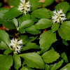 Pachysandra terminalis (Japanese Spurge)