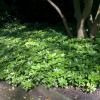 Pachysandra terminalis (Japanese Spurge)