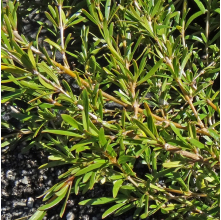 Coprosma Kirkii (Groundcover Coprosma)