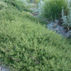 Coprosma Kirkii (Groundcover Coprosma)