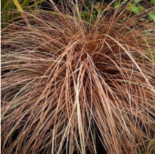 Carex flagellifera (Glen Murray Tussock)